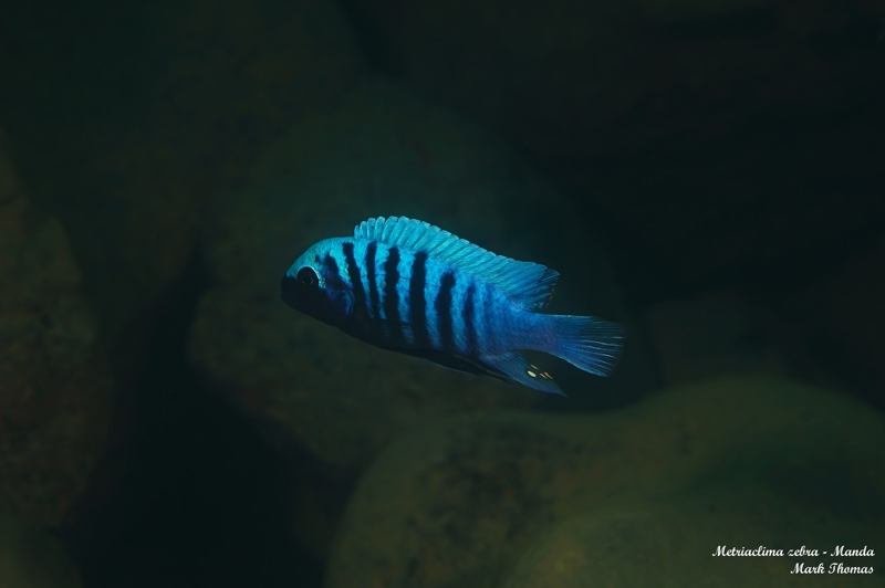 Maylandia zebra 'Manda'